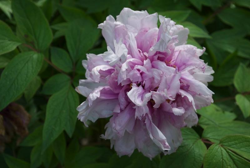 Photograph of a peony